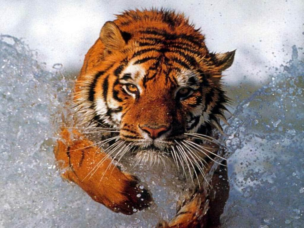 Tigre RGB